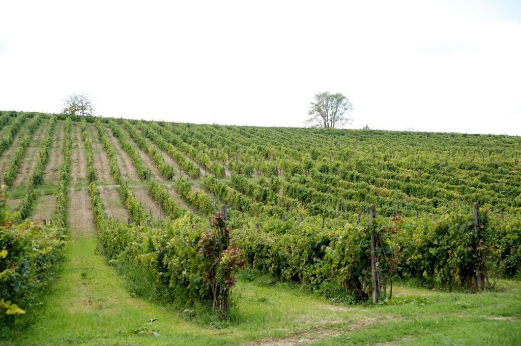 San Giovanni a Corazzano Agriturismo Buon Riposo - Country Resort In The Heart Of Tuscany מראה חיצוני תמונה