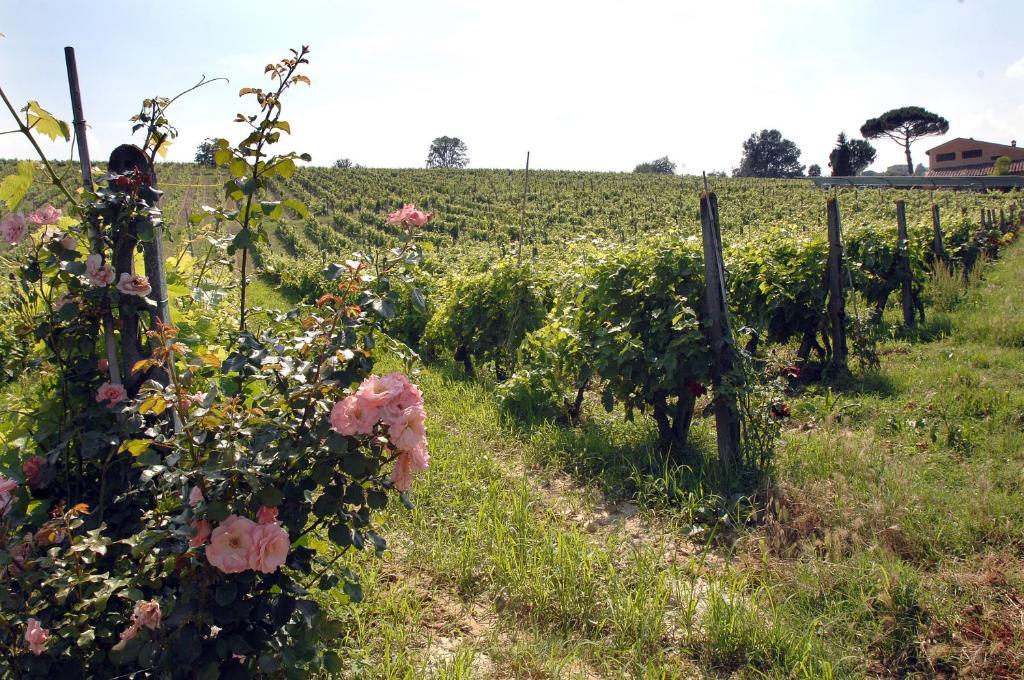 San Giovanni a Corazzano Agriturismo Buon Riposo - Country Resort In The Heart Of Tuscany מראה חיצוני תמונה